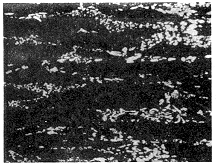 圖4　失效模具試樣網帶狀共晶碳化物　×100